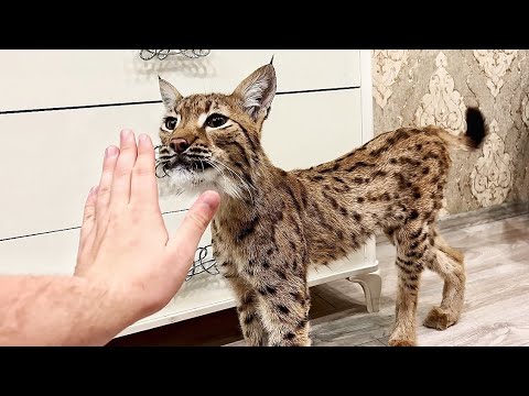 Видео: Спасённая рысь НАЧИНАЕТ ОТКРЫВАТЬ ДУШУ! Тимка злится на Клео. /  ПАРК ЛЬВОВ ЗЕМЛЯ ПРАЙДА МОСКВА