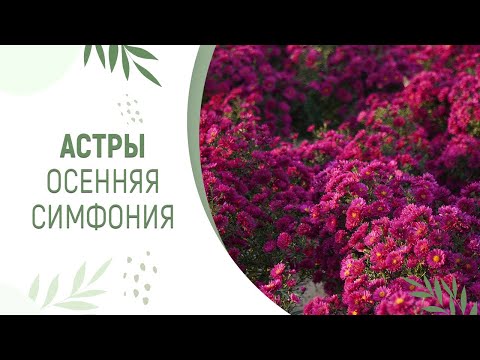 Видео: СИМФОНИЯ ОСЕННИХ АСТР