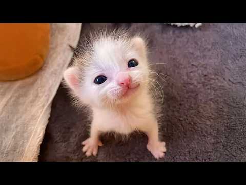 Видео: Когда милые котята становятся маленькими комиками 🤣 Смешные видео с малышами животных