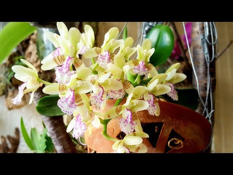 Видео: Sedirea japonica(Седирея)-Цветение и Уход за Прекрасной Госпожой 😍 Фаленопсис джапоника
