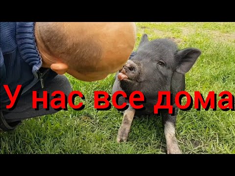 Видео: Ко мне вернулась жена , а я уже научил свинью целоваться! Привезла на хутор полный багажник вещей