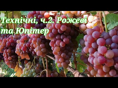 Видео: Технічний виноград. Ч. 2: рожеві та Юпітер
