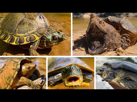 Видео: Черепахи Южного Миссисипи (6 видов!) с Гровером Брауном! Супер БОЛЬШОЙ эпизод!!