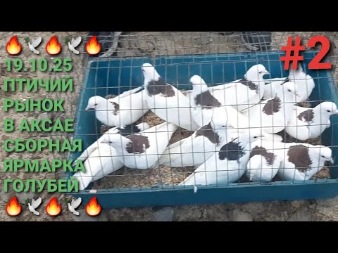 Видео: 🔥🔥🔥 19.10.25. Птичий рынок в Аксае. Сборная ярмарка голубей. Часть 2. Pigeon Fair. Bird Market.