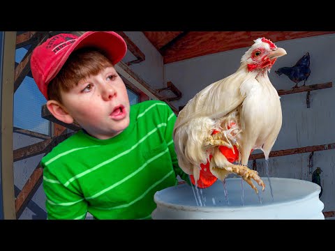Видео: До того, как мы это сделали, куриные клещи были НЕКОНТРОЛИРУЕМЫ...