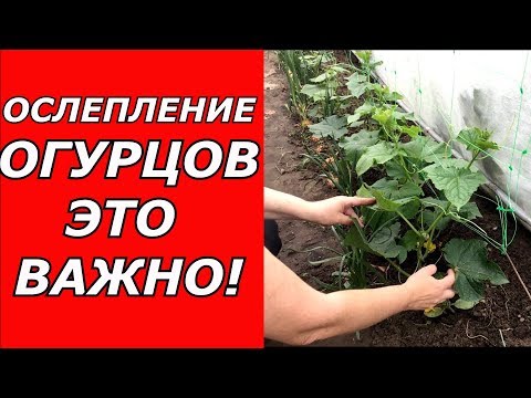 Видео: Ослепление огурцов - это важно !