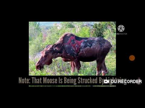 Видео: Wildcraft боссы в реальной жизни