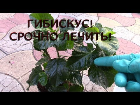 Видео: ГИБИСКУС.  ДОЛГОЖДАННОЕ РАСТЕНИЕ ОКАЗАЛОСЬ БОЛЬНЫМ!  СРОЧНО ЛЕЧИТЬ!