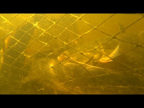 Видео: Ловля Сазана и Сома сетями (секретами, вентилями, ятями)