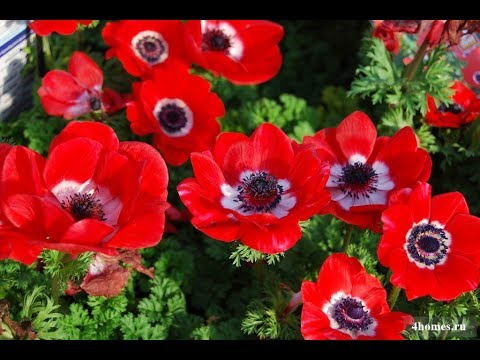 Видео: Анемоны выбор клубней их посадка и результаты всходов