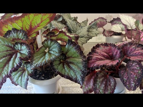 Видео: Детки и мамы бегонии, такие как есть