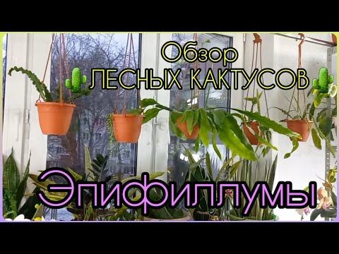 Видео: Эпифиллумы🌵Остались самые-самые🌸Лесные кактусы🌵Уход в домашних условиях🌸Содержание🌵Освещение🌸Полив🌵