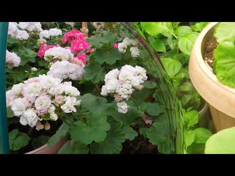 Видео: Первый покупатель 2022. Продолжаем формировать розебудные пеларгонии зимой