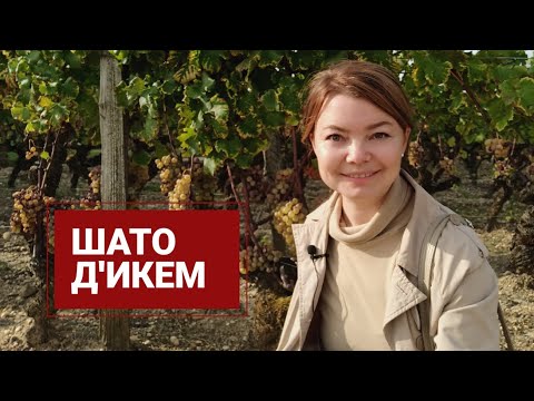 Видео: Легендарный Шато д'Икем в Сотерне, Франция. Château d'Yquem. Винный туризм во Франции