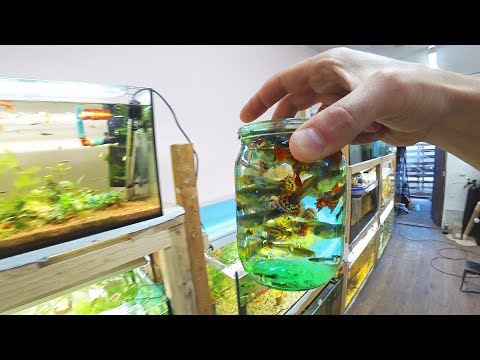 Видео: Запустил гуппи в теплицу