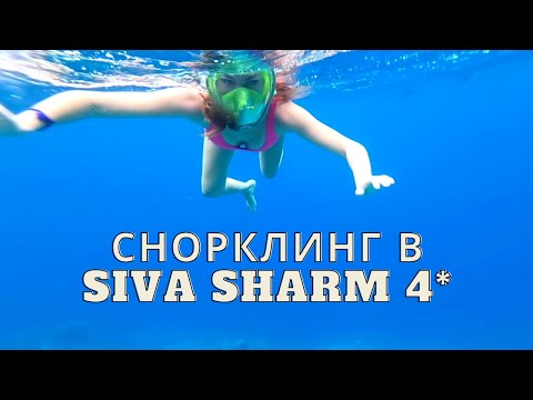 Видео: ПОДВОДНЫЙ МИР ЕГИПТА🐠 Снорклинг в Siva Sharm🔥НАКИПЕЛО! ТРЕШ В СТОЛОВОЙ/Египет 2023