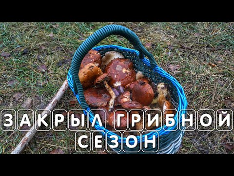 Видео: Грибы 2024 в Подмосковье ноябрь года закрываем сезон #грибы2024 #грибывноябре #грибывподмосковье