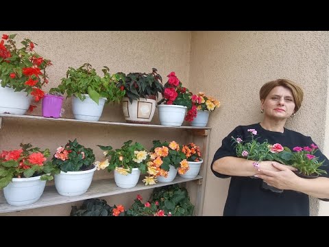 Видео: Купила новые растения
