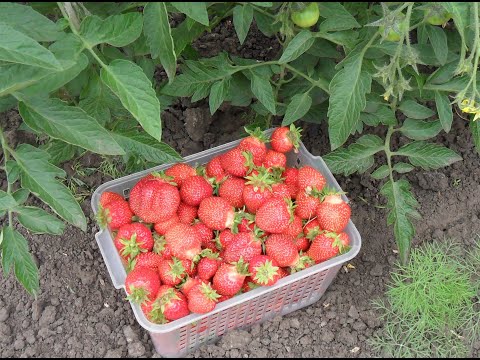 Видео: Как выращиваю клубнику
