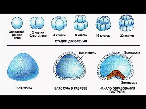 Видео: Эмбриональное развитие