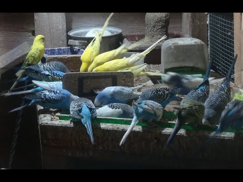 Видео: 1 января. Овцы, куры, попугаи, черная львинка.