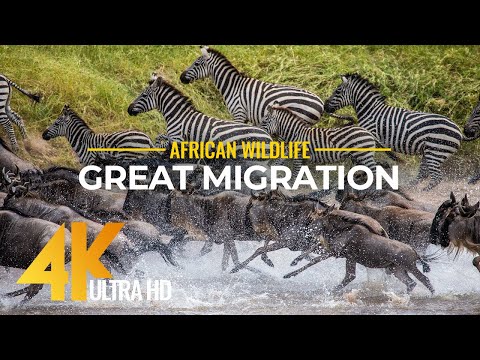 Видео: Великая миграция из Серенгети в Масаи Мара, Кения (2160p)
