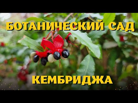 Видео: Англия. Ботанический сад Кембриджа. 19 апреля 2025.