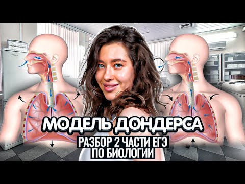 Видео: Как отвечать на задания второй части ЕГЭ. Модель Дондерса за 15 минут