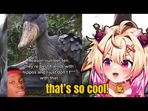 Видео: Эта птица дружит с бегемотами!? | Реакция Rosiebellmoo на Casual Geographic