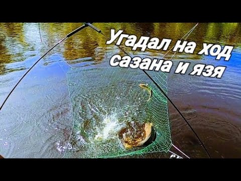 Видео: Рыбалка на паук! Угадал на рыбу, надолбил сазанов и язей! Рыбалка 2020!