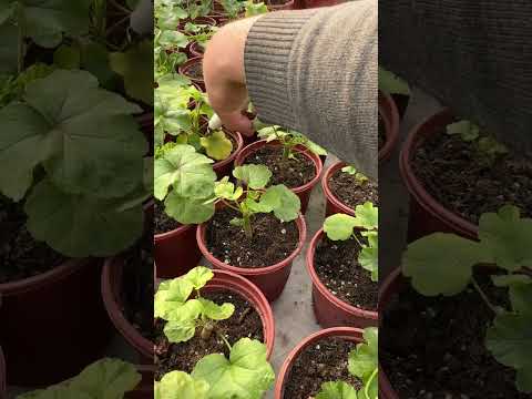 Видео: Геранни кўп гуллаши ва шохлаши учун. Кесиб шакл бериб туриш керак.