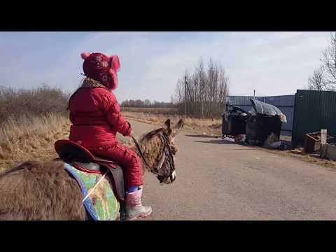 Видео: ДЕРЕВЕНСКИЙ БЫТ ЕДА КОРОВА КОЗЫ КАМОРИ ОСЛИКИ