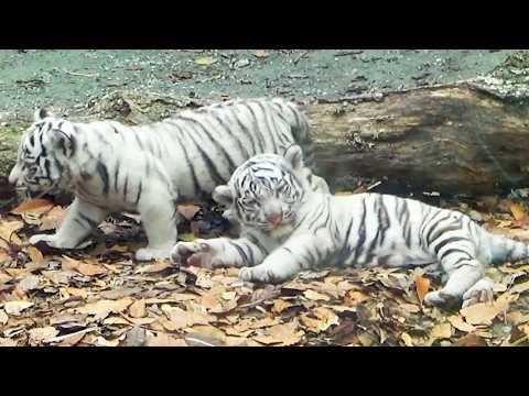 Видео: Цуки наступает на брата Сигурэ 🐯 Его смекалка растопила сердца 😴💕