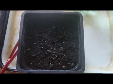 Видео: по одиночке или все вместе? (посев лука Эксибишен на рассаду)