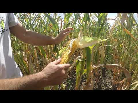 Видео: Кукуруза ВН 63, высокоурожайный отечественный гибрид  в условиях с недостаточной увлажненностью.