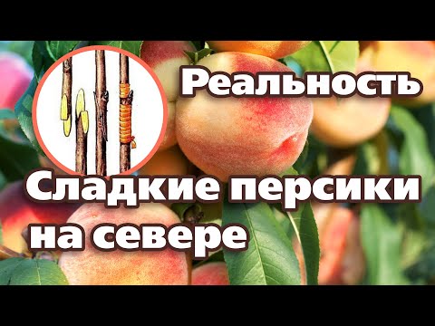 Видео: КАК ВЫРАСТИТЬ СЛАДКИЕ ПЕРСИКИ НА СЕВЕРЕ. 5 ПРОСТЫХ СПОСОБОВ.  Проверено на Урале