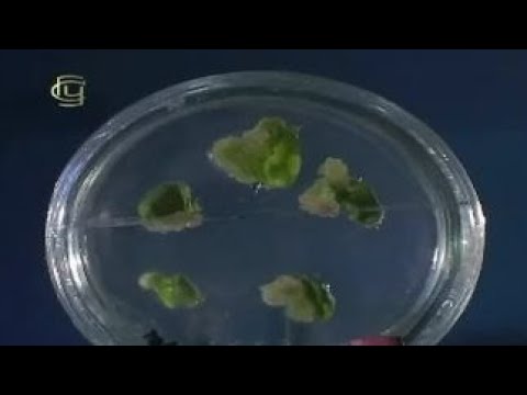 Видео: Общая биология. Селекция на клеточном уровне