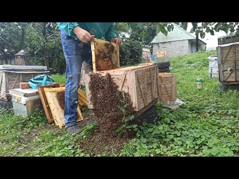 Видео: Сокращения гнезда пчел и осушка рамок после откачки меда