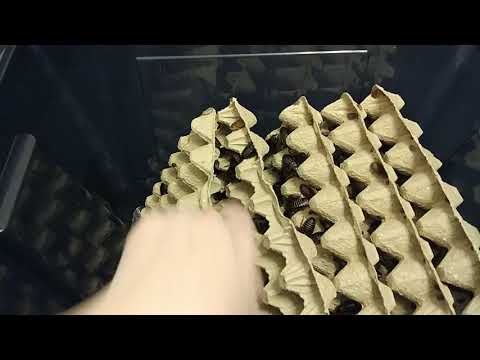 Видео: Содержание тараканов