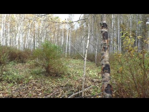 Видео: Сабельник Рецепт Серия 1 Сбор в Тайге Русский женьшень От  Боли в шее Боли в ногах Боли в спине Вех