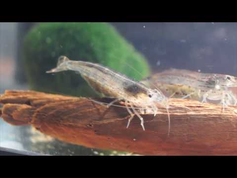 Видео: Креветки амано.  Личный опыт.