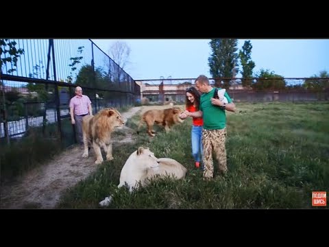 Видео: Люди неожиданно оказались СРЕДИ ЛЬВОВ!. People suddenly found themselves AMONG THE LIONS!Taigan.