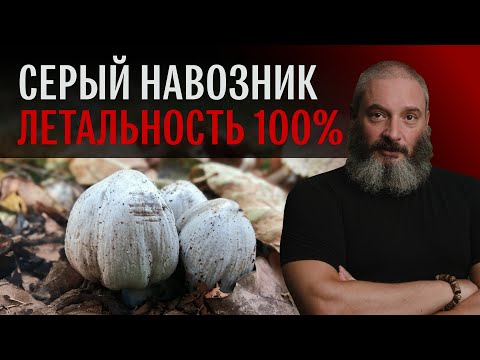 Видео: Новая информация о сером навознике. Михаил Вишневский