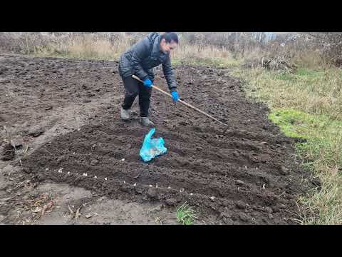 Видео: С утра в огороде- сажаю чесночок под зиму