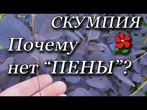 Видео: Почему скумпия не сформировала розовую "пену"?