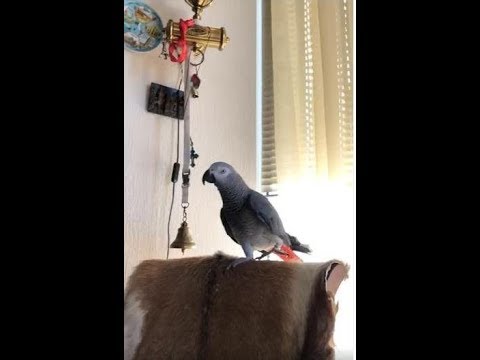 Видео: Попугай Тимоша  хочет пить