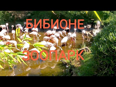 Видео: ЗООПААРК В БИБИОНЕ   ОТЛИЧНАЯ ПРОГУЛКА ПО ПАРКУ