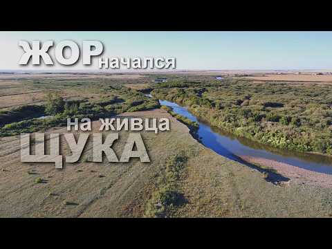 Видео: ЩУКА на ЖИВЦА на Нуре. Атакуют живца на одном месте. ЖОР ЩУКИ #рыбалка #щука #djimini2