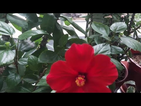 Видео: Ассалому алайкум. 25 йил.4 октябрь 