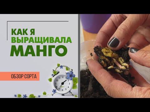 Видео: Как я выращивала манго. Ну такой себе садовник :)
